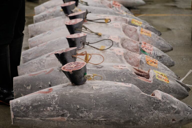 Unomundo x Ocean Union: Premium Single Frozen Yellowfin Tuna – The Fresher, Smarter Choice